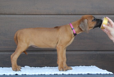 Frankies gang kennel, Rhodesian Ridgeback Welpen - Hündin