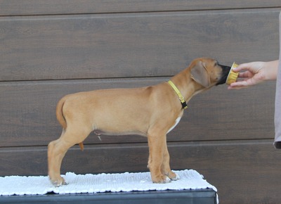 Frankies gang kennel, Rhodesian Ridgeback Welpen - Hündin