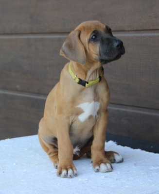 Frankies gang kennel, Rhodesian Ridgeback Welpen - Hündin