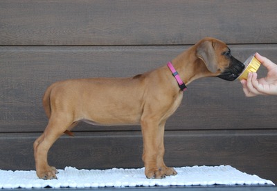 Frankies gang kennel, Rhodesian Ridgeback Welpen - Hündin