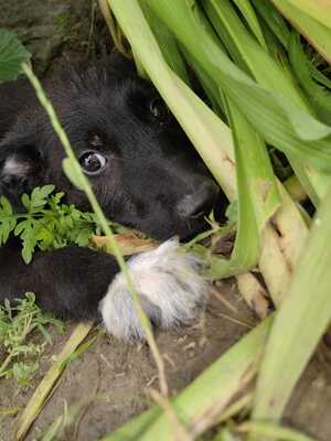Franko lustiger Junghund sucht..., Mischling Welpen - Rüde