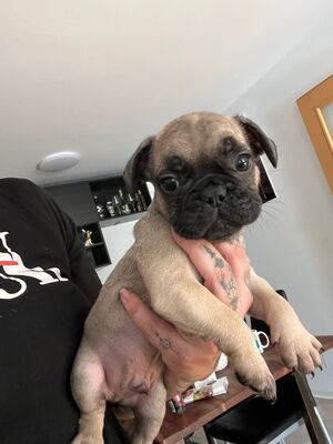 Franz. Bulldogge Welpen - Rüde