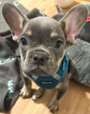 Franz. Bulldogge Welpen - Rüde