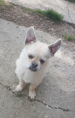 Franz. Bulldoggen-Mix - Rüde