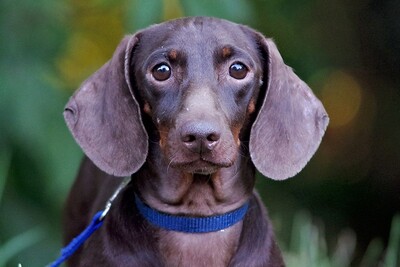 Franz, Dackel-Mischling - Rüde