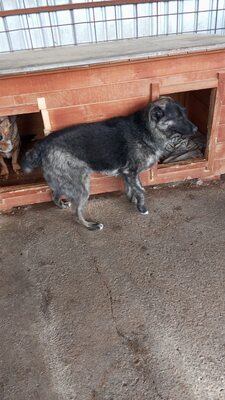 🐾 Franz Ferdinand – Ein vorsichtiger Held sucht Vertrauen 💛