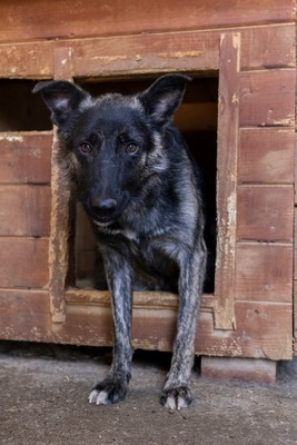 🐾 Franz Ferdinand – Ein vorsichtiger Held sucht Vertrauen 💛, Mischling - Rüde