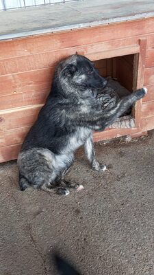 🐾 Franz Ferdinand – Ein vorsichtiger Held sucht Vertrauen 💛, Mischling - Rüde