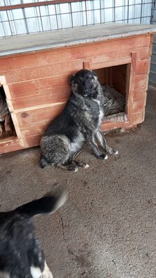 🐾 Franz Ferdinand – Ein vorsichtiger Held sucht Vertrauen 💛, Mischling - Rüde