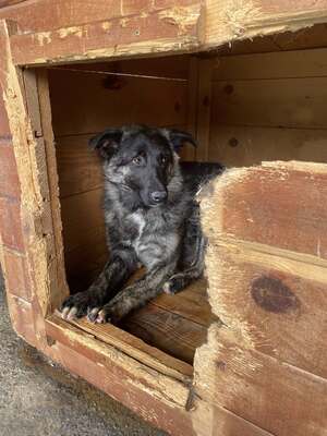 🐾 Franz Ferdinand – Ein vorsichtiger Held sucht Vertrauen 💛, Mischling - Rüde