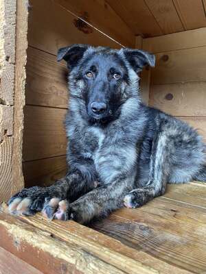 🐾 Franz Ferdinand – Ein vorsichtiger Held sucht Vertrauen 💛, Mischling - Rüde