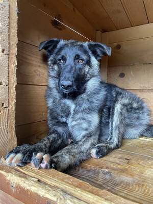 🐾 Franz Ferdinand – Ein vorsichtiger Held sucht Vertrauen 💛, Mischling - Rüde