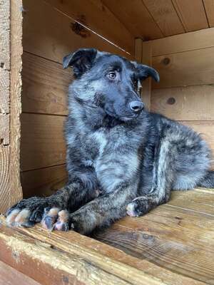 🐾 Franz Ferdinand – Ein vorsichtiger Held sucht Vertrauen 💛, Mischling - Rüde