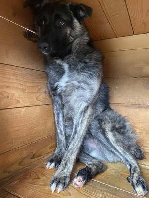 🐾 Franz Ferdinand – Ein vorsichtiger Held sucht Vertrauen 💛, Mischling - Rüde