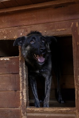 🐾 Franz Ferdinand – Ein vorsichtiger Held sucht Vertrauen 💛, Mischling - Rüde