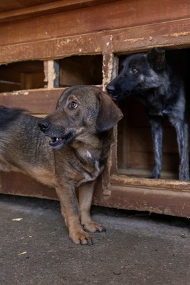 🐾 Franz Ferdinand – Ein vorsichtiger Held sucht Vertrauen 💛, Mischling - Rüde