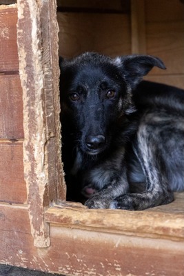 🐾 Franz Ferdinand – Ein vorsichtiger Held sucht Vertrauen 💛, Mischling - Rüde