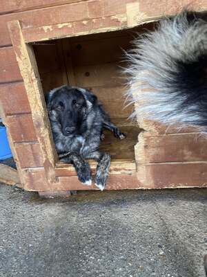 🐾 Franz Ferdinand – Ein vorsichtiger Held sucht Vertrauen 💛, Mischling - Rüde
