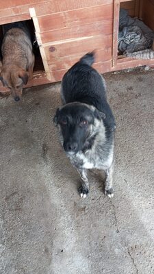 🐾 Franz Ferdinand – ein vorsichtiger hübscher Held sucht Vertrauen 💛, Mischling - Rüde