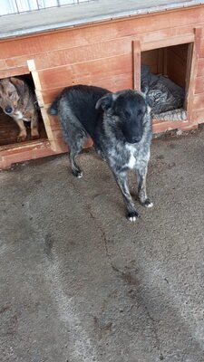 🐾 Franz Ferdinand – ein vorsichtiger hübscher Held sucht Vertrauen 💛, Mischling - Rüde