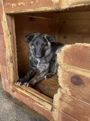 🐾 Franz Ferdinand – ein vorsichtiger hübscher Held sucht Vertrauen 💛, Mischling - Rüde