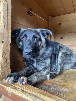 🐾 Franz Ferdinand – ein vorsichtiger hübscher Held sucht Vertrauen 💛, Mischling - Rüde
