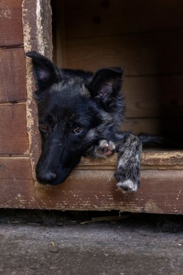 🐾 Franz Ferdinand – ein vorsichtiger hübscher Held sucht Vertrauen 💛, Mischling - Rüde