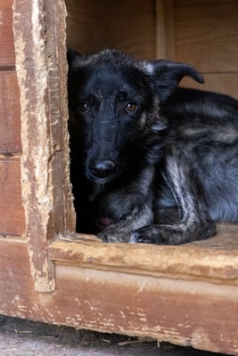 🐾 Franz Ferdinand – ein vorsichtiger hübscher Held sucht Vertrauen 💛, Mischling - Rüde