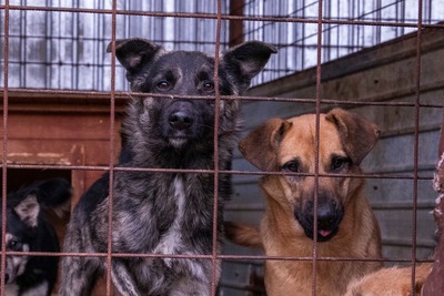 🐾 Franz Ferdinand – ein vorsichtiger hübscher Held sucht Vertrauen 💛, Mischling - Rüde
