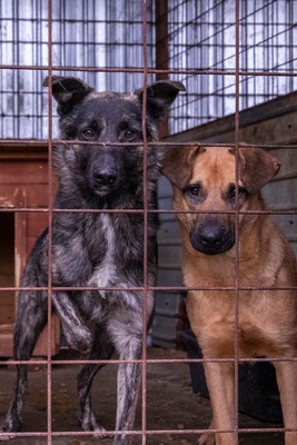 🐾 Franz Ferdinand – ein vorsichtiger hübscher Held sucht Vertrauen 💛, Mischling - Rüde
