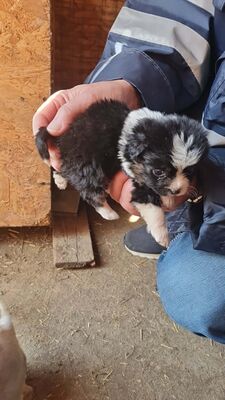 Franz Ferdinand – klein, zum Verlieben und bereit für sein großes Glück 🐾💛, Bichon - Mischling Welpen - Rüde