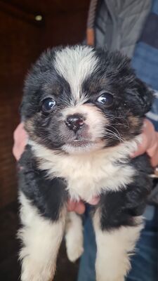 Franz Ferdinand – klein, zum Verlieben und bereit für sein großes Glück 🐾💛