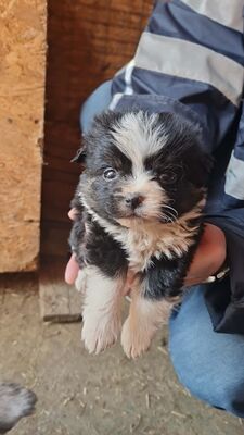 Franz Ferdinand – klein, zum Verlieben und bereit für sein großes Glück 🐾💛, Mischling Welpen - Rüde