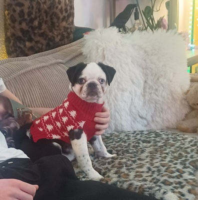 Franzi, Mops - KA. (Retromops) Welpen - Rüde