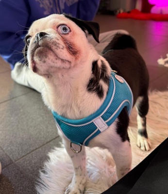 Franzi, Mops - KA. (Retromops) Welpen - Rüde