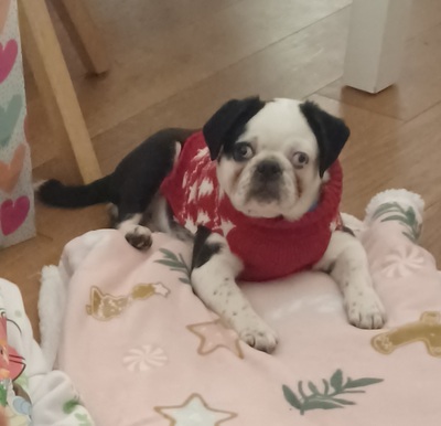 Franzi, Mops - KA. (Retromops) Welpen - Rüde