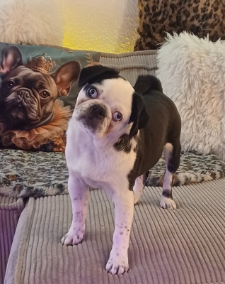 Franzi, Mops - KA. (Retromops) Welpen - Rüde