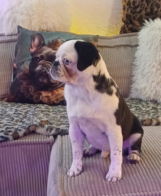 Franzi, Mops - KA. (Retromops) Welpen - Rüde