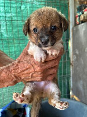 Franzl, ein kleiner Hundejunge wartet auf sein großes Glück