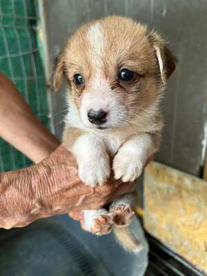 Franzl, ein kleiner Hundejunge wartet auf sein großes Glück, Mischling Welpen - Hündin