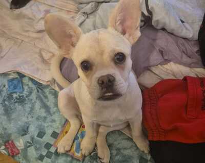 Französisch Bulldoggen Mix Welpen - Hündin