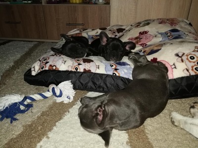 Französische Bulldogge, Französische Bulldogge Welpen - Rüde