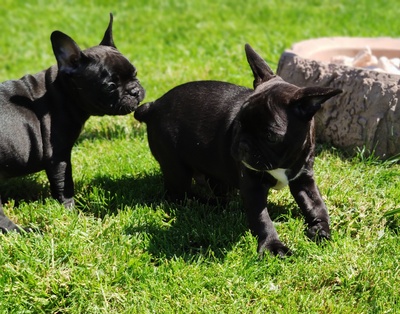 Französische Bulldogge - Hündin