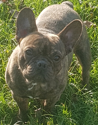 Französische Bulldogge - Rüde