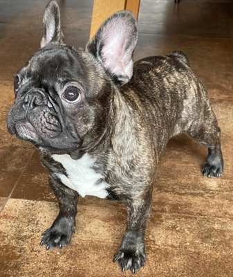 Französische Bulldogge - Rüde
