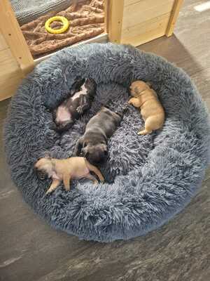 Französische Bulldogge Welpen, Französische Bulldogge - Rüde