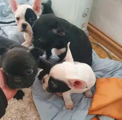 Französische Bulldogge Welpen - Hündin