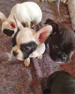 Französische Bulldogge Welpen - Hündin