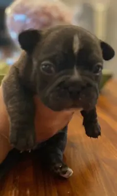 Französische Bulldogge Welpen - Hündin