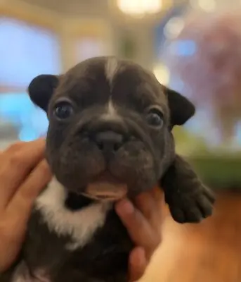 Französische Bulldogge Welpen - Hündin